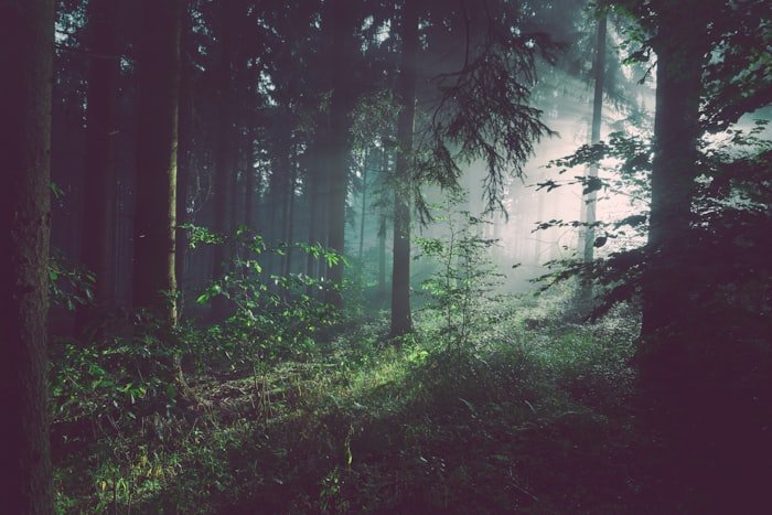 Relatório aponta crescimento de 18% na cobertura vegetal de Sarzedo
